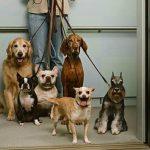 ¿Es recomendable usar el ascensor con tu perro?